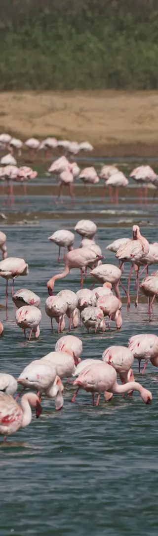 Eleganz der Flamingos in Swakopmund